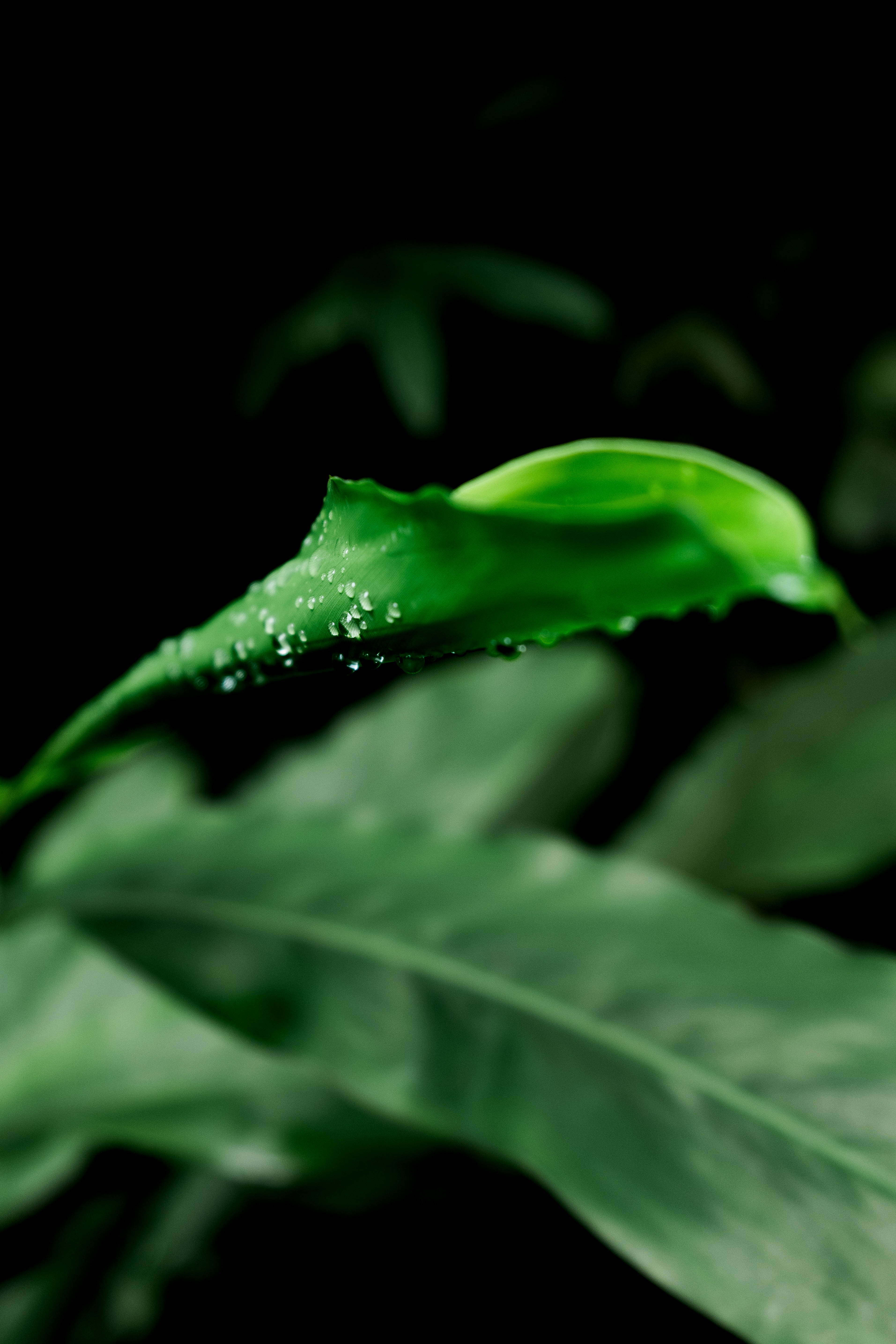 Photo by nurlanisazade