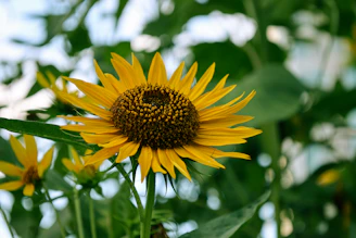 Close-up of bright yellow sunflowers basking in natural sunlight against a soft background.