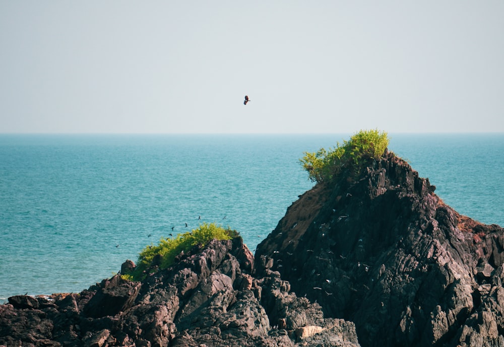 Un oiseau survolant un affleurement rocheux dans l’océan