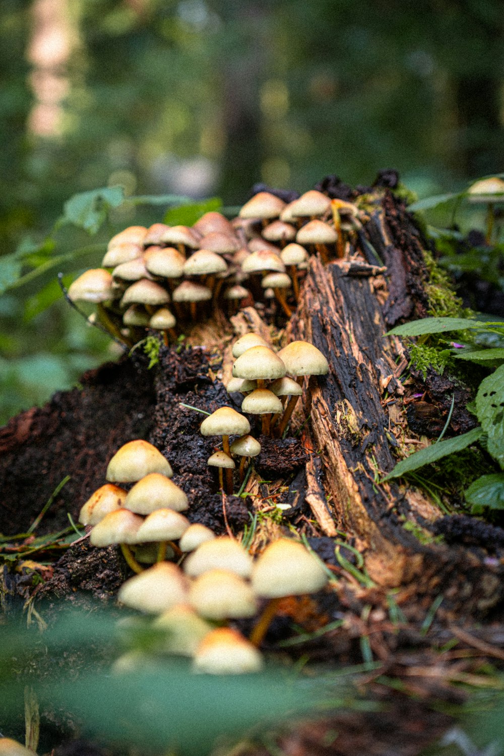 a group of mushrooms growing on a log in the woods