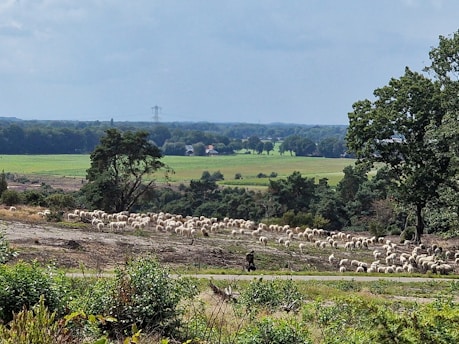 A herd of sheep is being grazed in a pastoral landscape surrounded by greenery. A shepherd is visible managing the flock. The background features expansive green fields, distant trees, and a few scattered houses. The sky is partly cloudy.