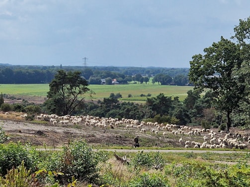 A herd of sheep is being grazed in a pastoral landscape surrounded by greenery. A shepherd is visible managing the flock. The background features expansive green fields, distant trees, and a few scattered houses. The sky is partly cloudy.