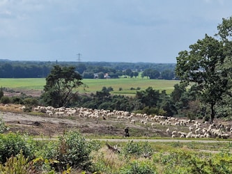 Managing Grazing Operations Efficiently: The Complete Guide for Goat and Sheep Graziers