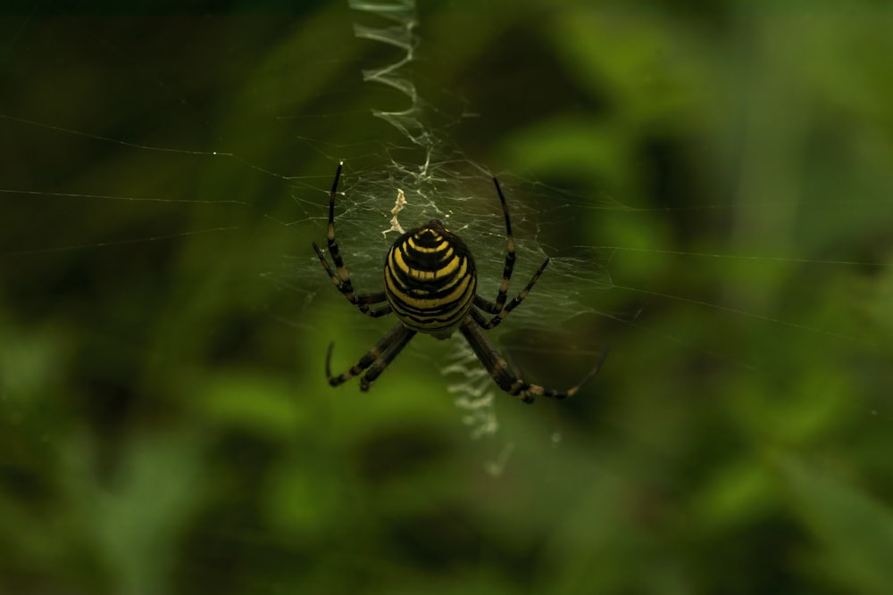 a yellow and black spider sitting on its web