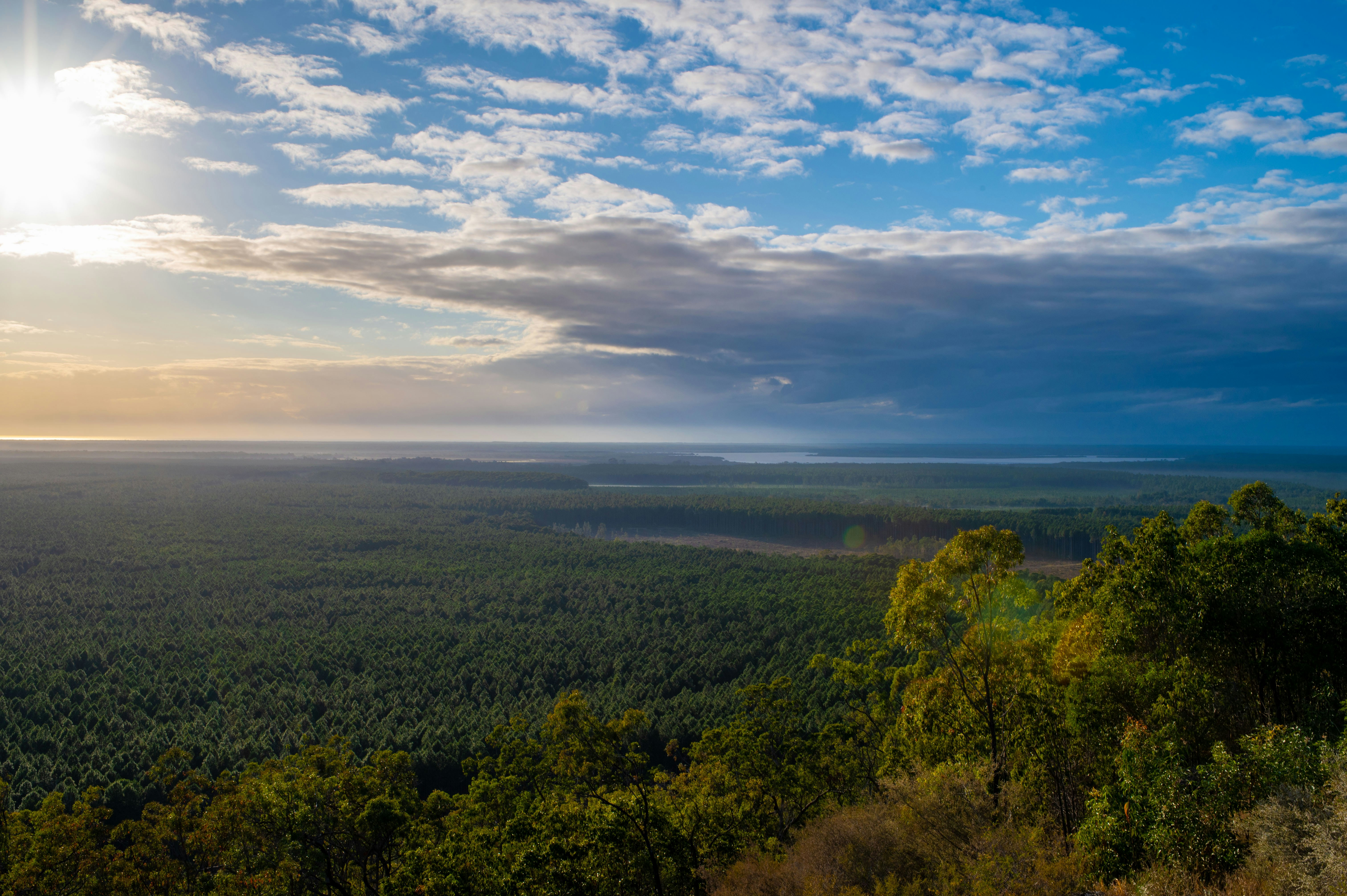 the sun shines brightly over a forested area