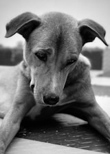 A close-up image of a dog resting its head down, with a somber expression. The image is in black and white, emphasizing the texture of the dog's fur and the softness in its eyes. The background is blurred, drawing focus to the dog's face.