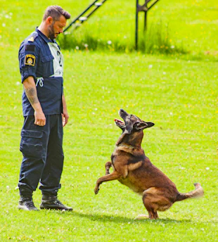 A dog trainer working with a dog in a training field, demonstrating basic commands.
