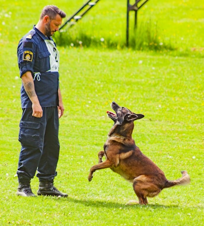 A man wearing a police uniform stands on a grassy field, looking at a dog that is playfully standing on its hind legs. The scene suggests an interaction or training session between the man and the dog.