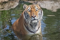 A tiger is partially submerged in water, with its head and upper body visible above the surface. The tiger has striking orange and black stripes, a white underbelly, and piercing eyes. It is surrounded by green vegetation and the water reflects its image.