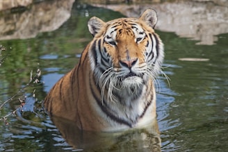 A tiger is partially submerged in water, with its head and upper body visible above the surface. The tiger has striking orange and black stripes, a white underbelly, and piercing eyes. It is surrounded by green vegetation and the water reflects its image.