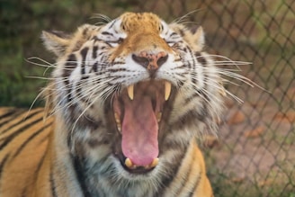 A tiger with its mouth wide open, displaying its sharp teeth. The fur features distinctive black stripes on an orange background with some white around the facial area. The background appears to be a blurred view of a natural habitat.