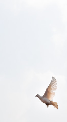 a white bird flying in the sky with it's wings spread