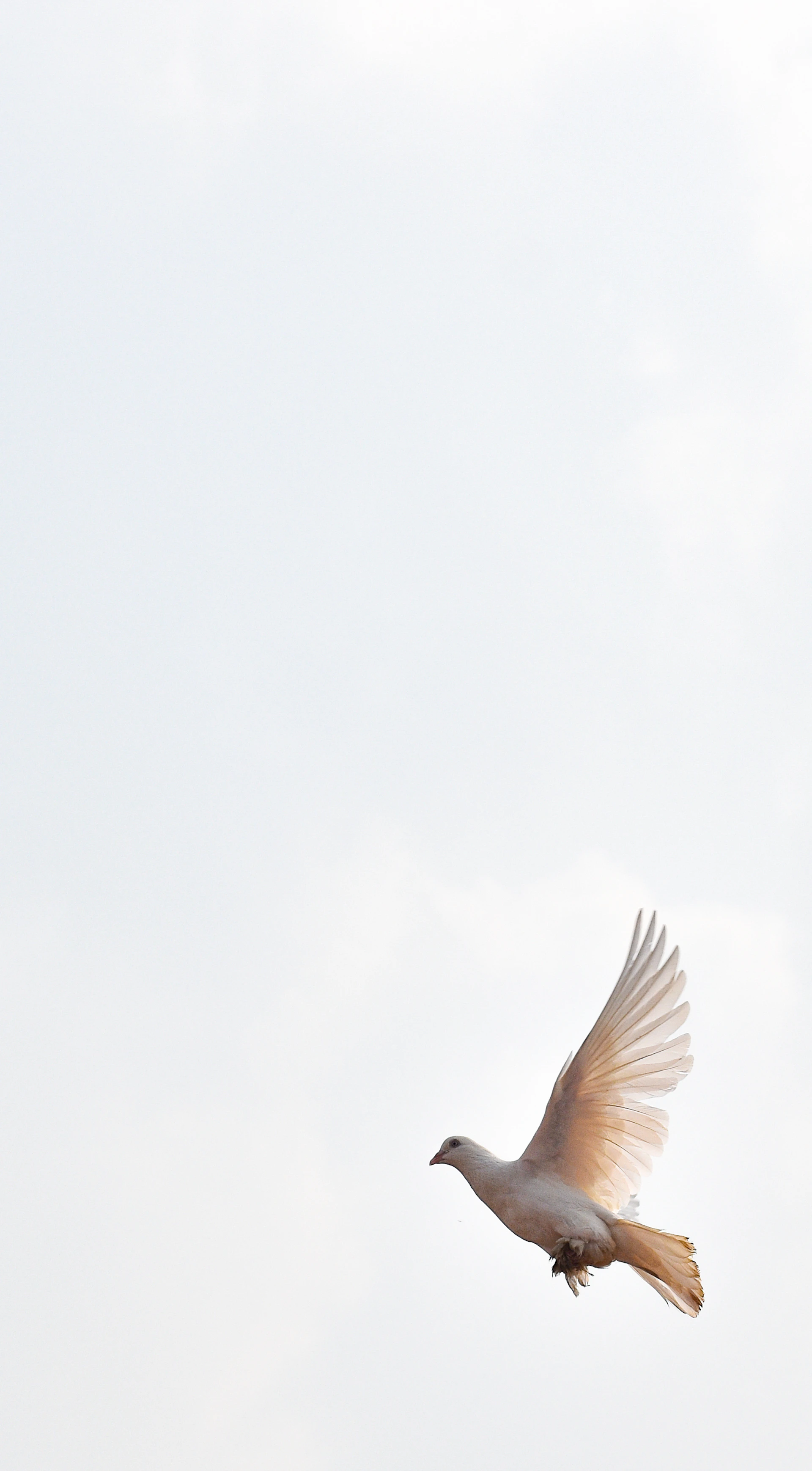 a white bird flying in the sky with it's wings spread