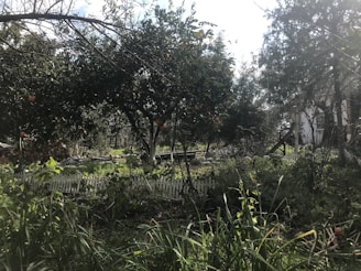 A vibrant food forest at chezfarms with lush greenery and sunlight filtering through tall trees.