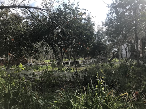 A vibrant food forest at chezfarms with lush greenery and sunlight filtering through tall trees.