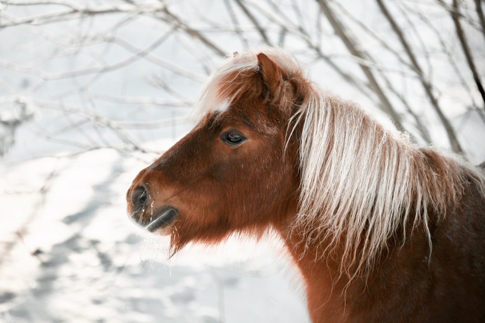 a brown horse standing next to a tree covered in snow