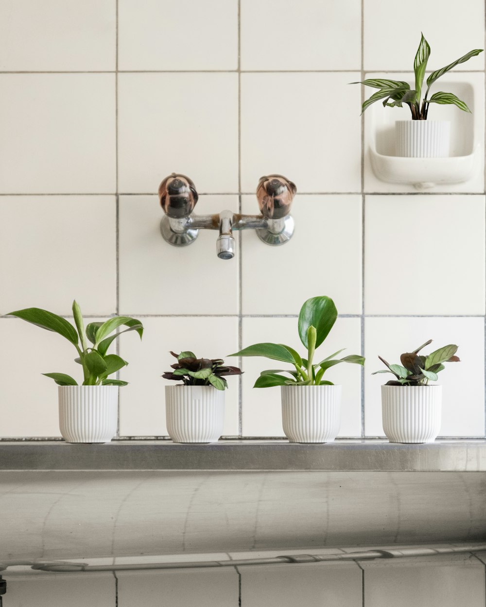 a row of potted plants sitting on top of a sink