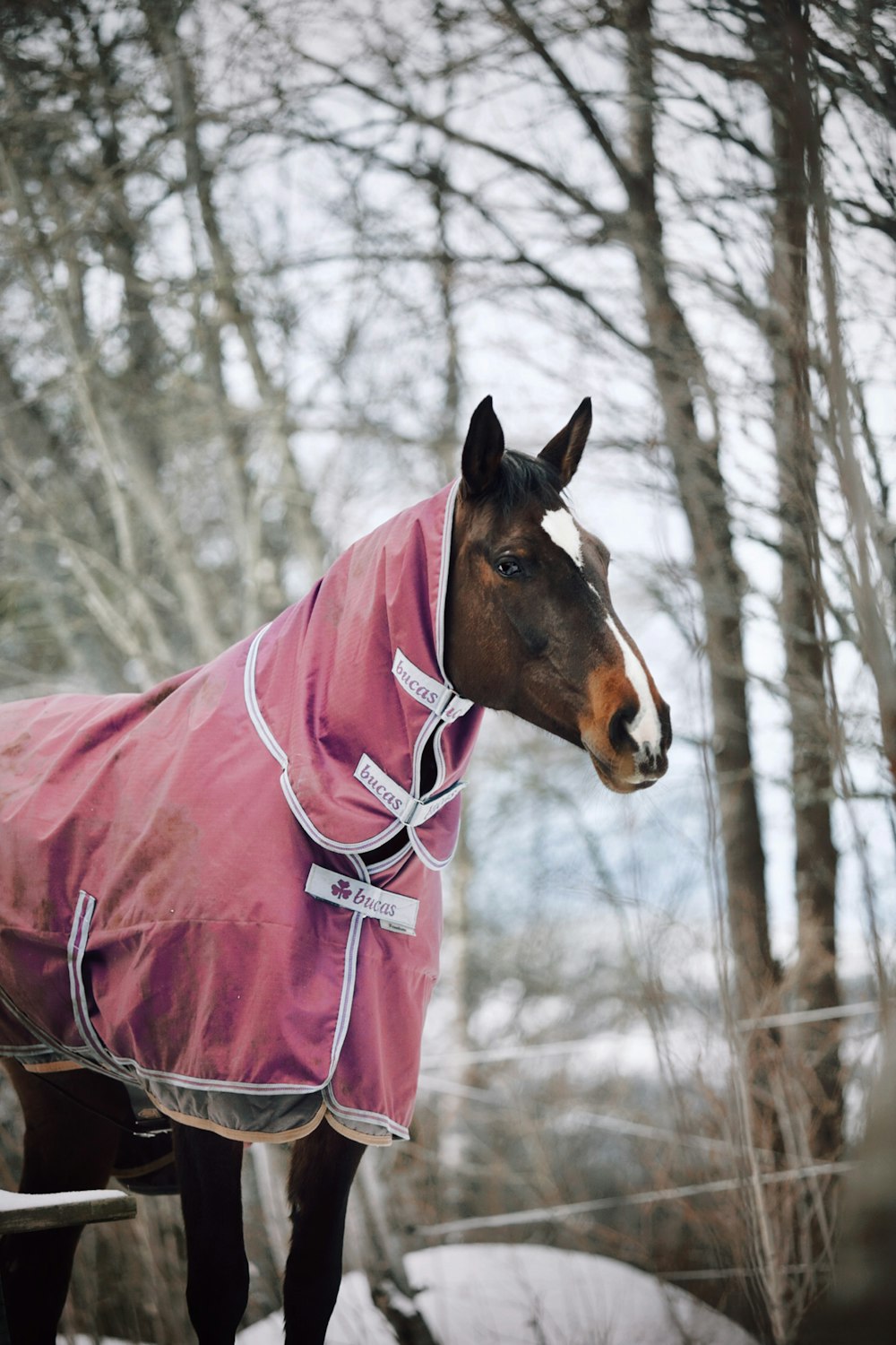 a horse wearing a pink blanket standing in the snow