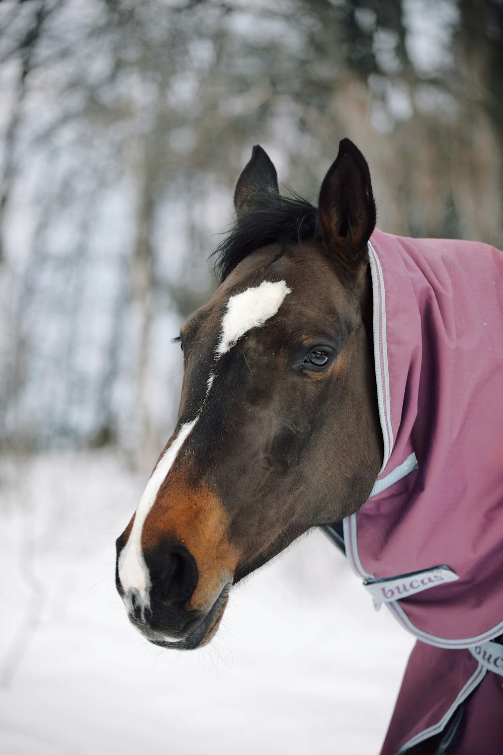 a horse wearing a blanket in the snow