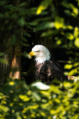 An eagle with a white head and brown body is perched among green foliage. The sunlight filters through the leaves, highlighting the eagle's distinct gaze and sharp beak. The background consists of a tree trunk and dense leaves, creating a natural and secluded atmosphere.