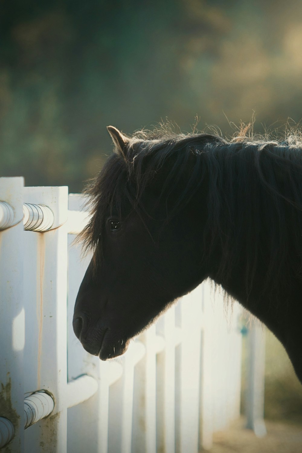 a black horse standing next to a white fence