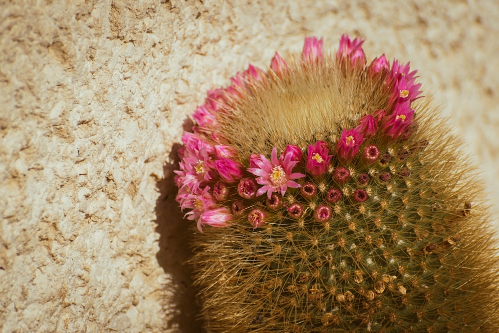 a cactus with pink flowers growing out of it