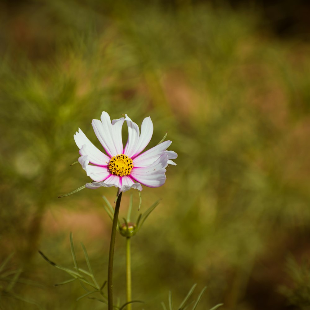 a single white flower with a yellow center