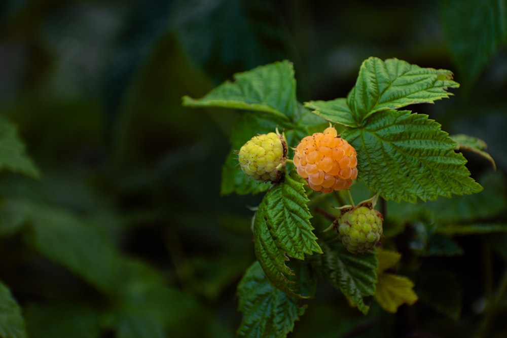 a small orange flower on a green leafy branch