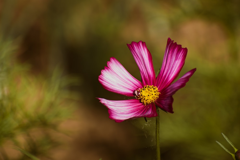 a pink flower with a yellow center in a field