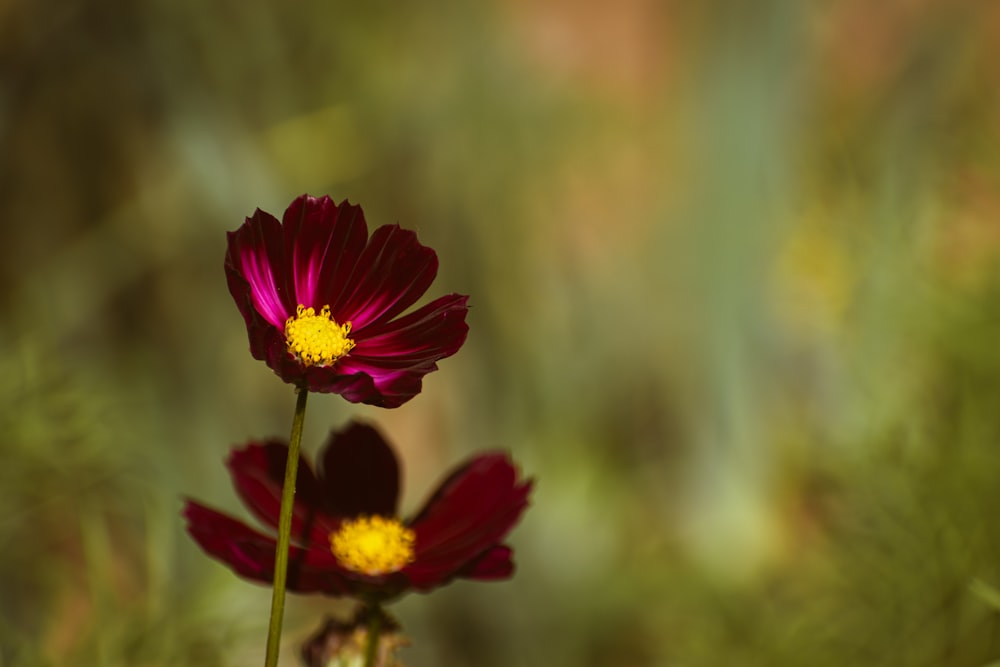 a couple of flowers that are in the grass