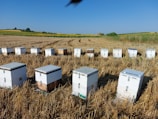 A series of beehives neatly arranged in a harvested field, set against a backdrop of distant trees and expansive blue skies. The hives are white and rectangular, sitting on dry, cut grass.