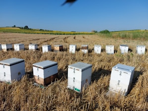 A series of beehives neatly arranged in a harvested field, set against a backdrop of distant trees and expansive blue skies. The hives are white and rectangular, sitting on dry, cut grass.