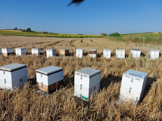 A series of beehives neatly arranged in a harvested field, set against a backdrop of distant trees and expansive blue skies. The hives are white and rectangular, sitting on dry, cut grass.