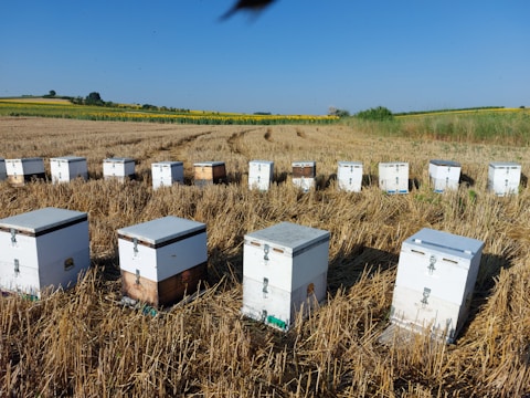 A series of beehives neatly arranged in a harvested field, set against a backdrop of distant trees and expansive blue skies. The hives are white and rectangular, sitting on dry, cut grass.