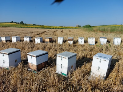 A series of beehives neatly arranged in a harvested field, set against a backdrop of distant trees and expansive blue skies. The hives are white and rectangular, sitting on dry, cut grass.