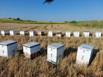 A series of beehives neatly arranged in a harvested field, set against a backdrop of distant trees and expansive blue skies. The hives are white and rectangular, sitting on dry, cut grass.