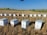 A series of beehives neatly arranged in a harvested field, set against a backdrop of distant trees and expansive blue skies. The hives are white and rectangular, sitting on dry, cut grass.