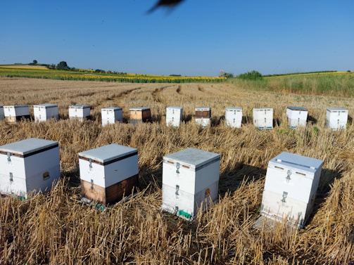 A panoramic view of the apiary at Kohl Farm Community Garden with beehives lined up under a clear blue sky.