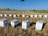 A series of beehives neatly arranged in a harvested field, set against a backdrop of distant trees and expansive blue skies. The hives are white and rectangular, sitting on dry, cut grass.