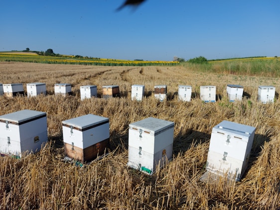 A series of beehives neatly arranged in a harvested field, set against a backdrop of distant trees and expansive blue skies. The hives are white and rectangular, sitting on dry, cut grass.