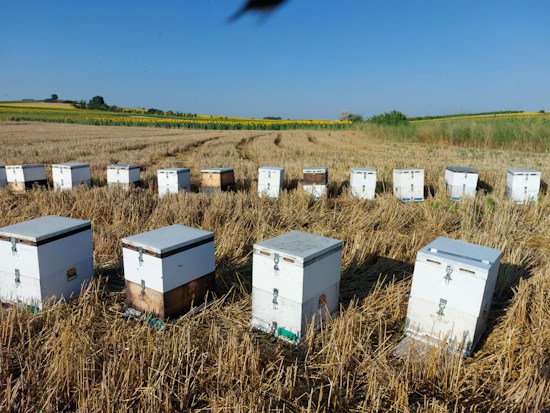 A series of beehives neatly arranged in a harvested field, set against a backdrop of distant trees and expansive blue skies. The hives are white and rectangular, sitting on dry, cut grass.