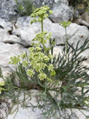 Close-up of local desert flora thriving among the stones near the lodge.