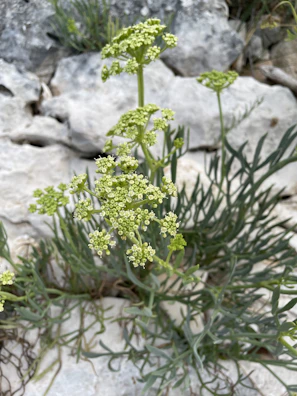 Close-up of local desert flora thriving among the stones near the lodge.