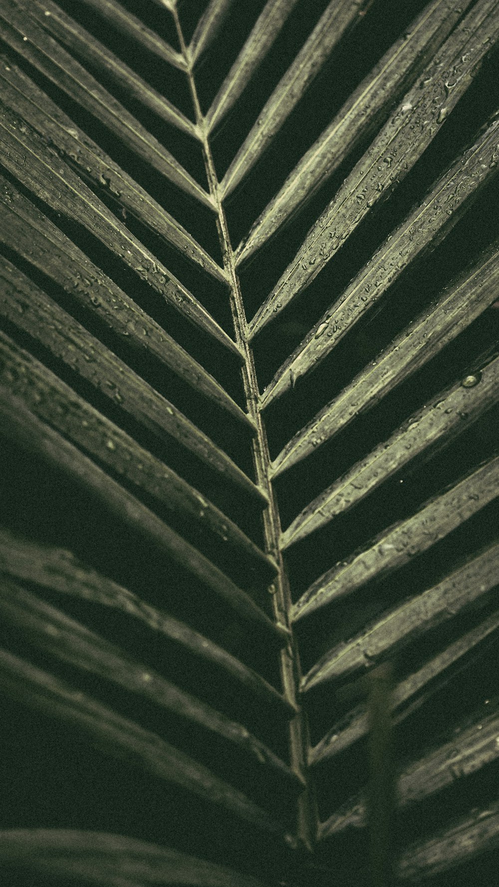 a close up of a palm leaf with drops of water on it