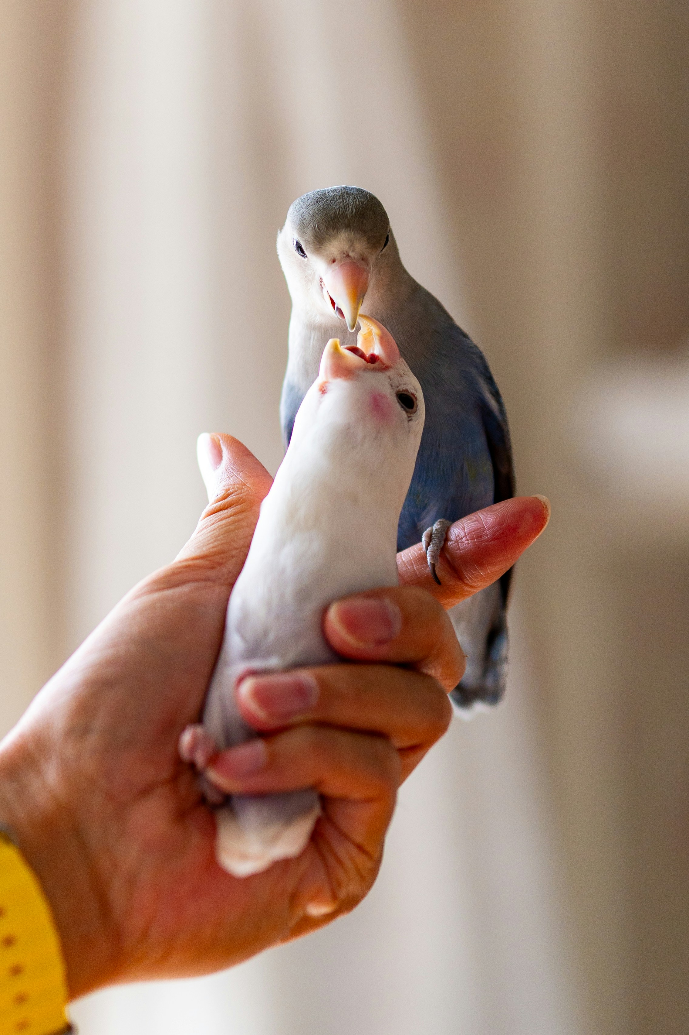 a person holding a small bird in their hand