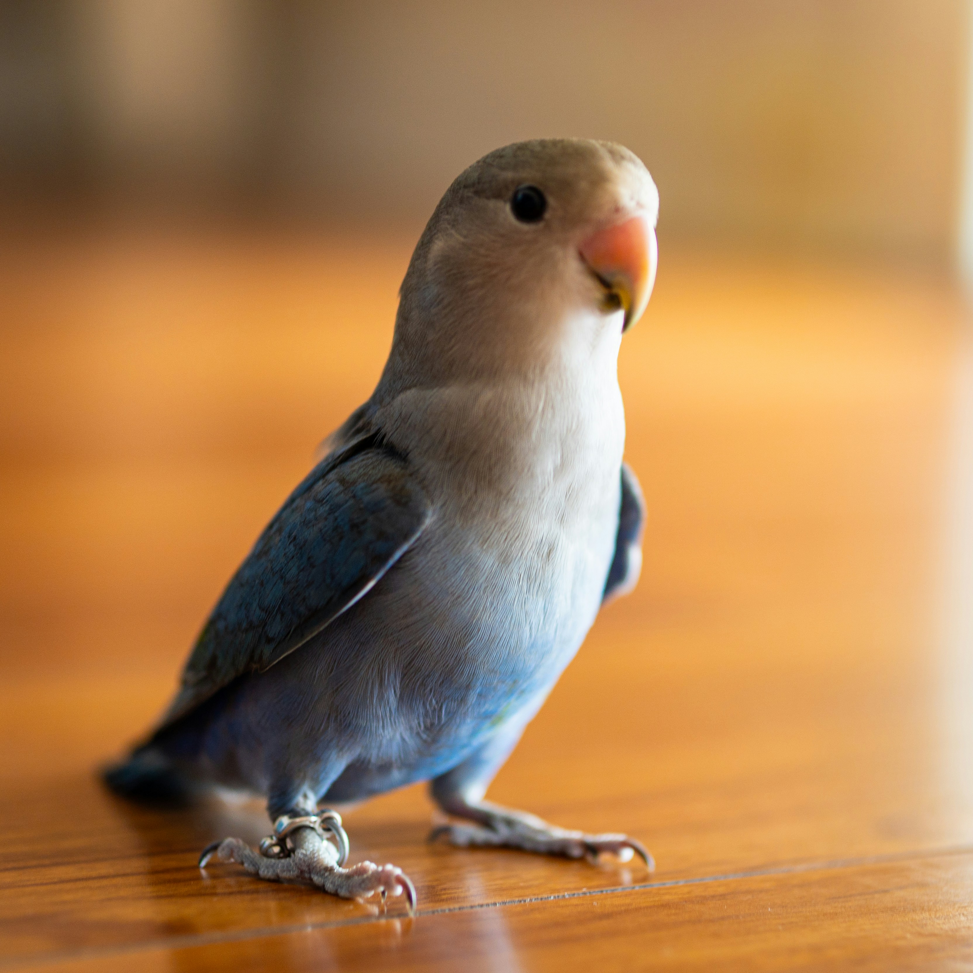 a blue and white bird sitting on a wooden floor