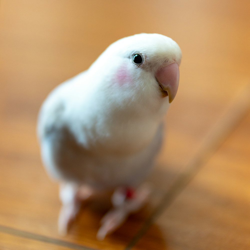 a small white bird sitting on top of a wooden floor