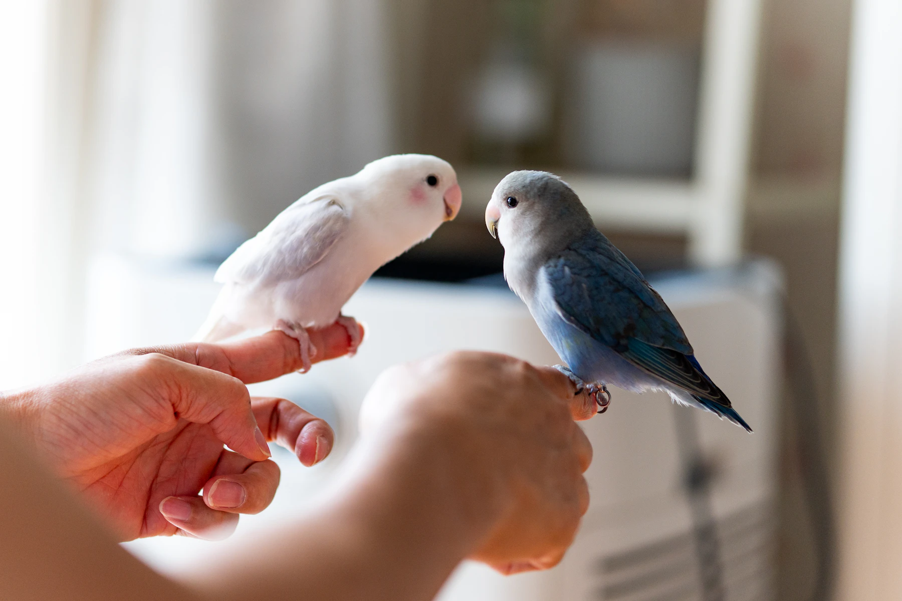 A white and a blue small parrot stepping onto a person's fingers