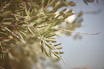 Close-up of hands holding a green olive leaf branch, conveying calm and connection.