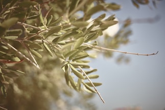 A delicate olive branch illustration with soft green tones, symbolizing peace and trust.